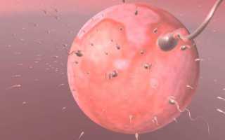 Сколько живут сперматозоиды в матке: факторы, снижающие этот показатель