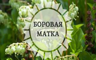 Боровая матка: лечебные свойства, противопоказания и полная инструкция по применению