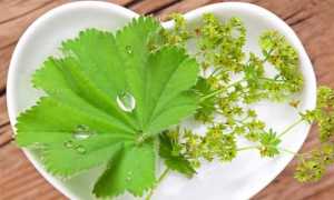 Манжетка – лечебные свойства и противопоказания, показания к применению, народные рецепты