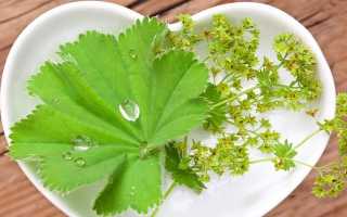 Манжетка – лечебные свойства и противопоказания, показания к применению, народные рецепты