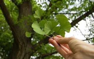 Гинкго Билоба–что, как, почему и еще куча ответов на ваши вопросы