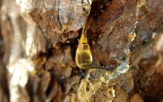 Живица–что это такое, какая бывает и где применяется