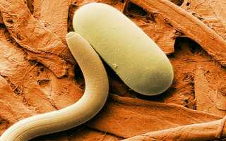 Анализ кала на паразитов