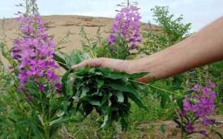 Когда и как собирать Иван чай–правила заготовки от А до Я. 5 этапов ферментации без знания которых у вас ничего не выйдет