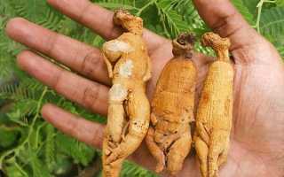 Корень женьшеня–легендарное и проверенное средство для восстановления мужского здоровья и не только