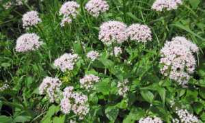 Валерьянка при беременности