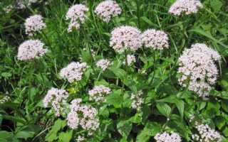 Валерьянка при беременности