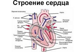 Гипертрофия правого предсердия на ЭКГ: признаки и лечение патологии