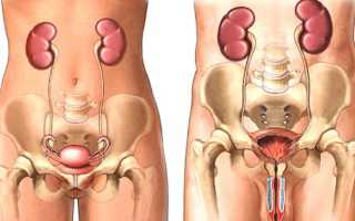 Как правильно наполнить мочевой пузырь перед узи