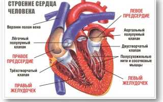 Аритмия сердца: виды и опасность для жизни