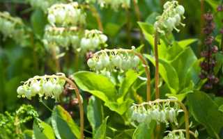 Боровая матка