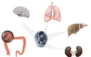Эхинококк у человека — симптомы, диагностика и лечение