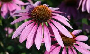 Эхинацея – инструкция по применению и показания, полезные свойства, дозировка и форма выпуска