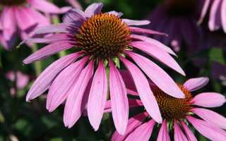 Эхинацея – инструкция по применению и показания, полезные свойства, дозировка и форма выпуска