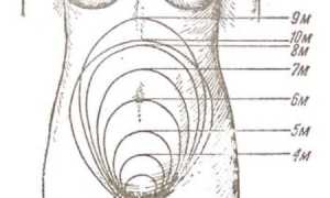 Когда начинает расти живот при беременности?