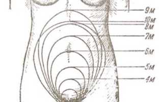 Когда начинает расти живот при беременности?