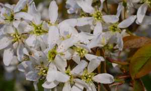 Ирга — полезные свойства и противопоказания