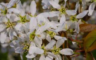 Ирга — полезные свойства и противопоказания