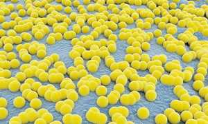 Стафилококк