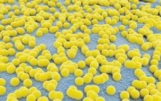 Стафилококк