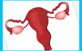 Гирудотерапия при бесплодии: помогут ли пиявки забеременеть