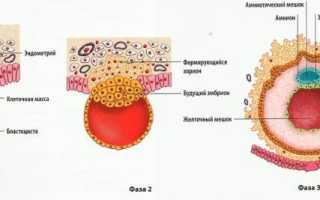 Как происходит прикрепление эмбриона к матке?