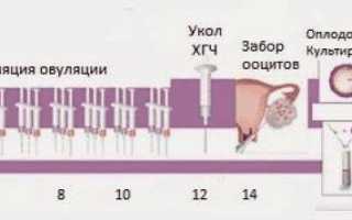 Длинный протокол ЭКО: подробно по дням с отзывами