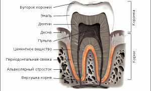 Всё о зубах