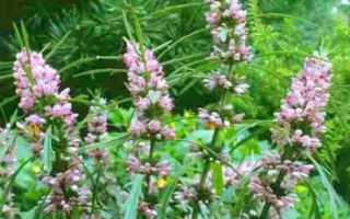 Как использовать пустырник при миоме матки?