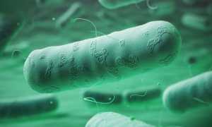 Возбудитель псевдотуберкулеза — описание, морфология, культуральные и патогенные свойства