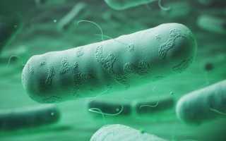 Возбудитель псевдотуберкулеза — описание, морфология, культуральные и патогенные свойства