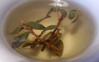 Как правильно заваривать и пить Саган Дайля–рассказываю как это делаю я