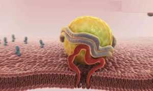 Что такое липидный обмен в организме человека — причины нарушений, признаки и методы восстановления