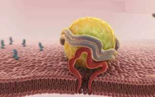 Что такое липидный обмен в организме человека — причины нарушений, признаки и методы восстановления