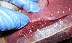 Черви в мясе свинины