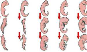 Как происходит развитие эмбриона по дням после переноса