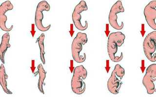 Как происходит развитие эмбриона по дням после переноса