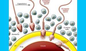 Что такое ооциты