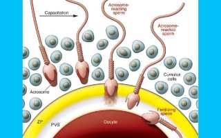Что такое ооциты
