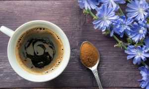 Цикорий – польза и вред, применение в народной медицине