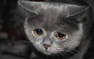 Как умирают кошки с хпн