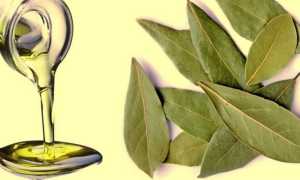 Лавровый лист – лечебные свойства и противопоказания, народные рецепты отваров, масла или настоев