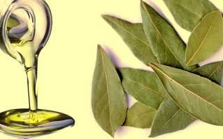 Лавровый лист – лечебные свойства и противопоказания, народные рецепты отваров, масла или настоев