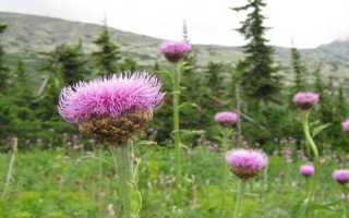 Маралий корень — лечебные свойства и противопоказания. Полная инструкция по применению с рецептами отвара и настойки