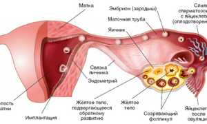 Как определить беременность