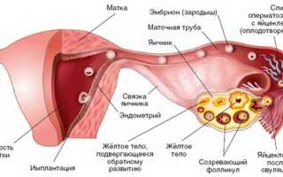 Как определить беременность