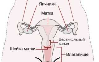 Почему развивается атрезия цервикального канала в постменопаузе?