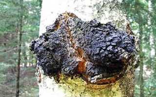 Березовый гриб Чага–полезные свойства и применение в народной медицине