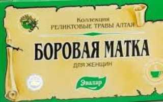 Помогает ли боровая матка при зачатии?