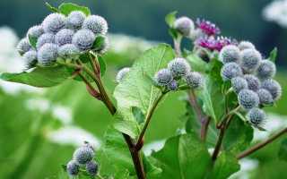 Как действует корень лопуха при миоме матки?